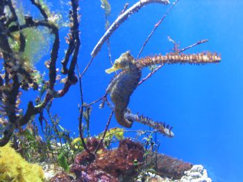 Sea horse in an aquarium, Monaco 2004. Cute and alone :-) by Erman Pektok 